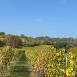 Landschaft ums reforum - Weinreben Landschaft ums reforum - Weinreben